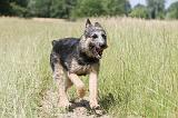 BOUVIER DES ARDENNES 037